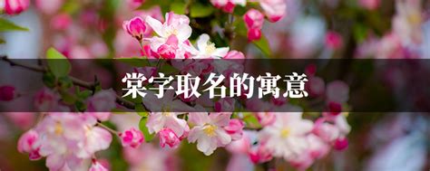 棠名字意思|棠字的寓意，棠字名字的含义意思